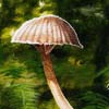 Nature's Little Umbrellas by Graham McKenzie