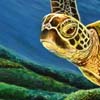 Maui Marvel - Sea Turtle by Nicole Ruuska